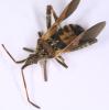 Leptoglossus occidentalis